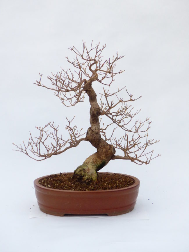 Schönfrucht Callicarpa japonica 0893 Bonsai Connection